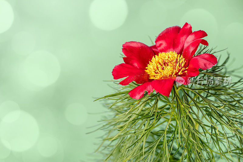 草原牡丹(Paeonia tenuifolia)花特写与散景光